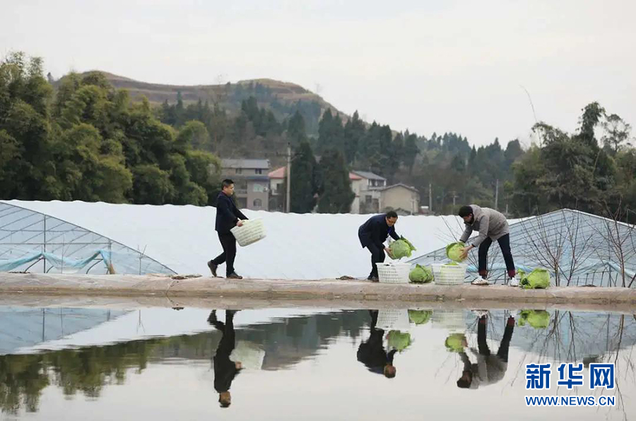 【新春走基层】田坎上来了乡村振兴工作队