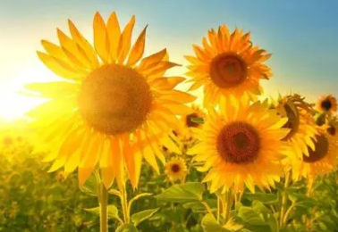 新型半导体催化剂 让阳光助力“空气发电”